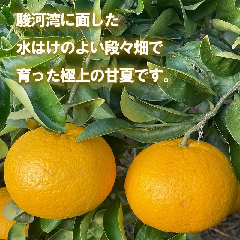 豆州あまなつ 約 5 kg 静岡県産 あまなつ