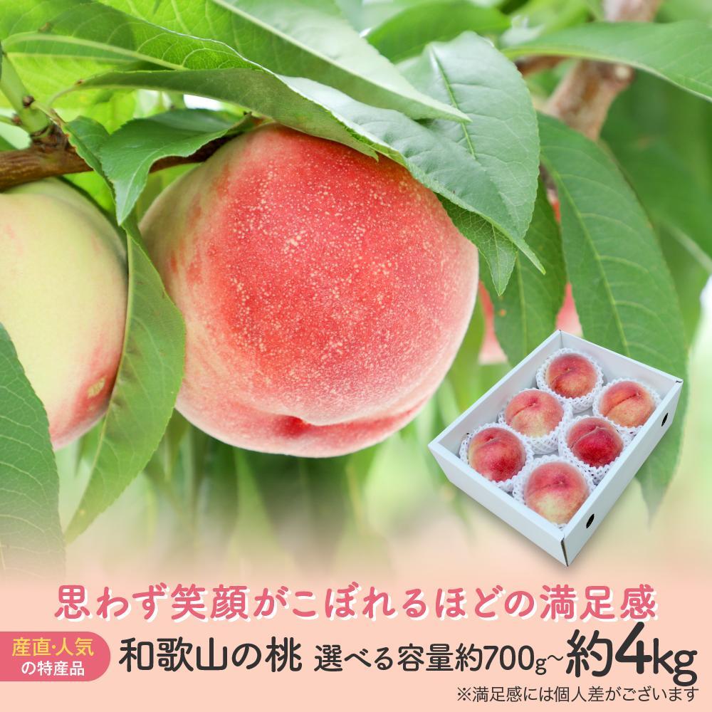 【ふるさと納税】【産直・人気の特産品】和歌山の桃　約700g／1.5kg／2kg／4kg・秀選品★2025年6月下旬～8月上旬頃順次発送★ | フルーツ 和歌山県 和歌山 九度山町 ふるさと 納税 支援 支援品 返礼品 桃 もも モモ 果物 くだもの 産地直送 お土産 お取り寄せ 特産品 ご当地