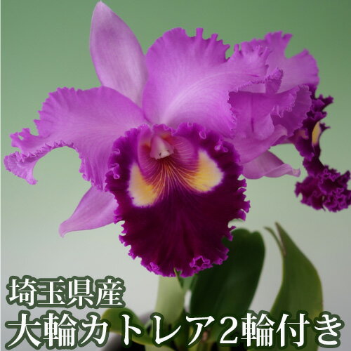 【ふるさと納税】 埼玉県産大輪カトレア2輪付き（ピンク系・化粧鉢入） ／ 花束 華やか 香り 送料無料 埼玉県 No.160