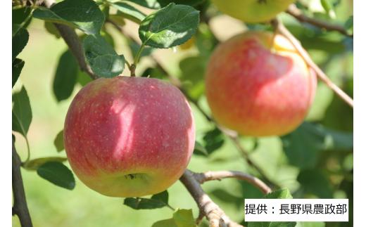 【8月中旬発送予定】長野生まれの夏りんご シナノリップ 1箱(5kg) 003-008