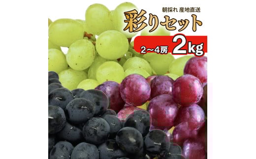 先行予約 ぶどう 2kg 2～4房 詰め合わせ 川島えがお倶楽部 ぶどう 彩りセット  葡萄 ぶどう ブドウ 贈答 果物 くだもの フルーツ セット 紫玉 ハニービーナス ピオーネ 雄宝 BKシードレス ベリーA ベリーエー クィンニーナ マスカサーティーン グロスクローネ 旬 令和7年発送 期間限定 2025年 8月中旬発送予定～