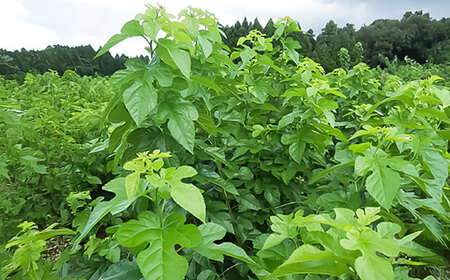 峯樹木園 桑の葉発酵茶 60g（3g×20包） 【一般社団法人クラッシーノこうし】[AYAB042]