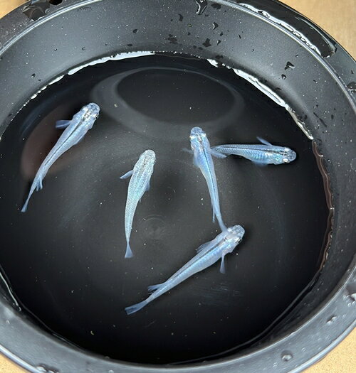 【ふるさと納税】メダカ 深海 5匹 （2ペア＋1匹） 死着保証 ／ aju succulent 観賞魚 淡水魚 魚 ペット 生き物 奈良県 葛城市