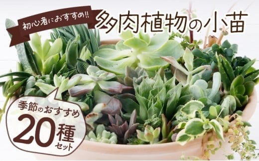 
多肉植物の小苗２０本セット（２０種類アソート）
