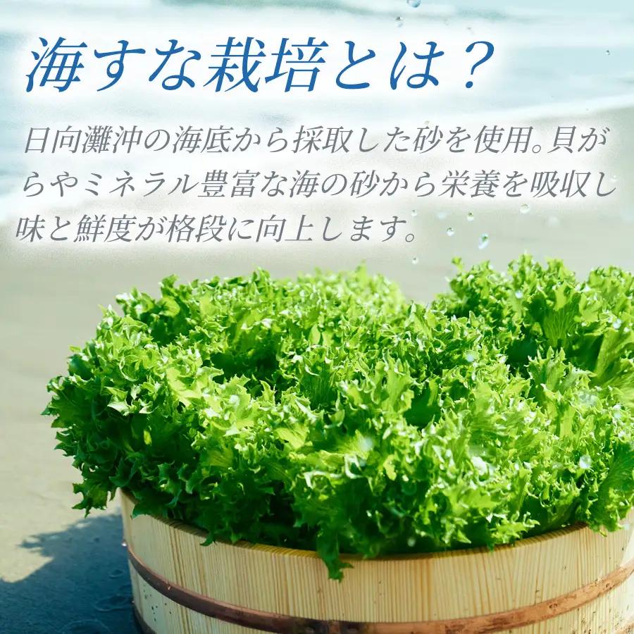 フリルレタス「海すなレタス」12個入り×1箱×定期便2回お届け【C468】