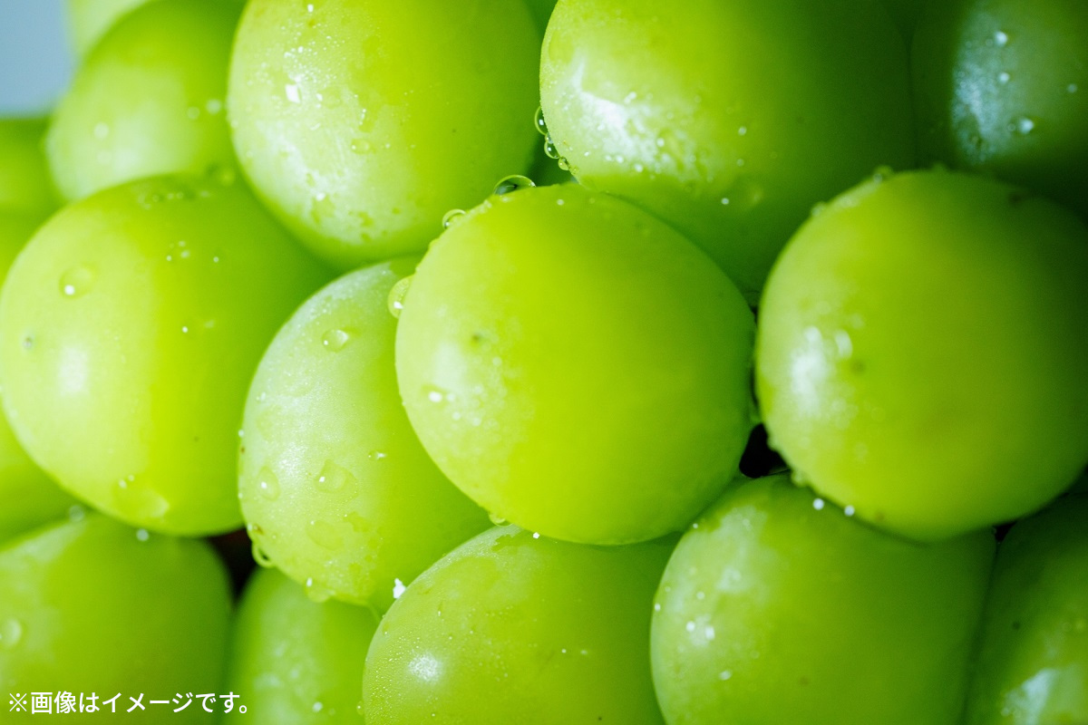 M102-0013_極撰!シャインマスカット(約2kg)