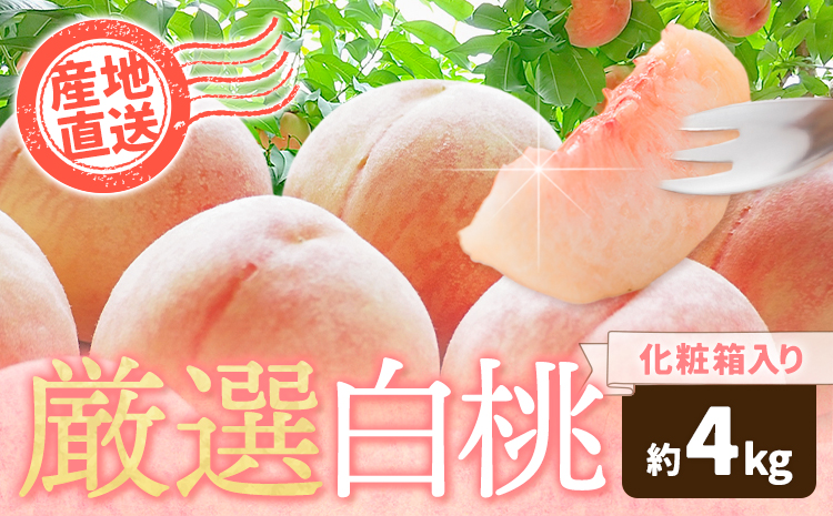 和歌山の厳選白桃【白鳳・清水白桃・川中島白桃 等】化粧箱入り 約4kg 池田鹿蔵農園《7月上旬-8月中旬頃出荷》和歌山県 日高町 厳選 白桃 和歌山県産 白鳳 清水白桃 川中島白桃 桃 もも 果物 フルーツ---wsh_cidn176_7j8c_25_24000_4kg---