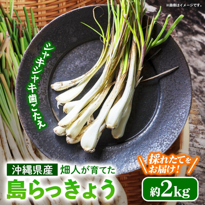 【ふるさと納税】畑人の島らっきょう 約2kg - 生らっきょう ラッキョウ 国産 沖縄県産 塩漬け 浅漬け 甘酢漬け 漬物 天ぷら チャンプルー 土付き おすすめ 送料無料 八重瀬町
