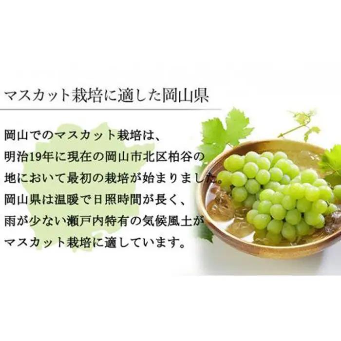 ぶどう 2026年 マスカット ・オブ・アレキサンドリア 約700g×1房 葡萄  岡山県産 国産 フルーツ 果物 ギフト | マスカット