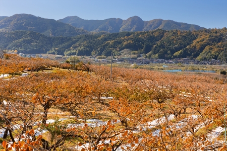 Y272　八頭町が誇る日本随一の甘柿『花御所柿』 3kg