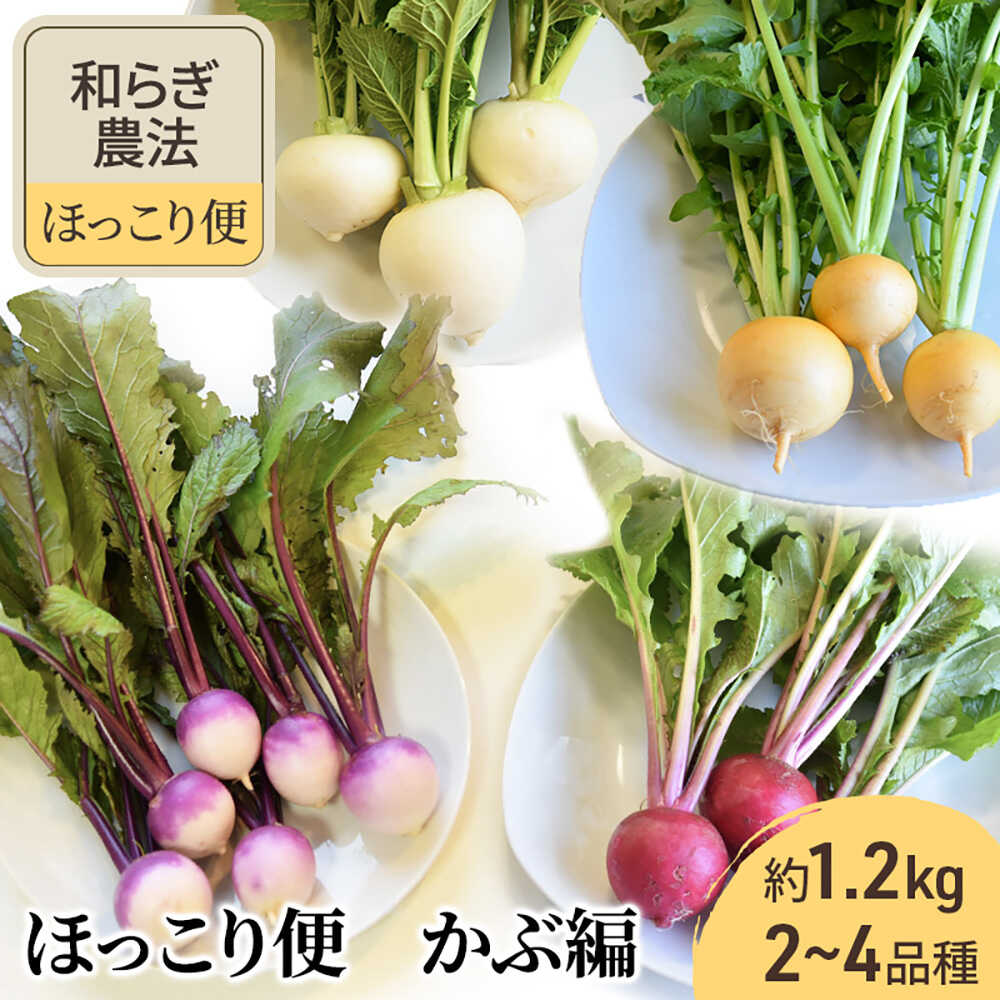 【ふるさと納税】【2025年12月頃より順次発送】和らぎ農法　ほっこり便　かぶ編 栗東市 / 株式会社　ワダケン[BIBM009]