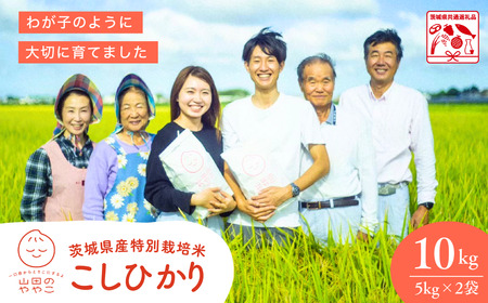 令和7年産新米 特別栽培米 コシヒカリ 山田のややこ 10kg |  コシヒカリ 精米 茨城県 龍ケ崎市   