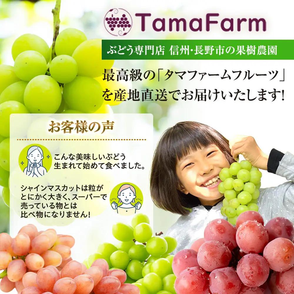 タマファーム　長野市産 シャインマスカット 粒パック ご家庭用 1.2kg（300g×4パック）  | シャインマスカット ぶどう 葡萄 フルーツ