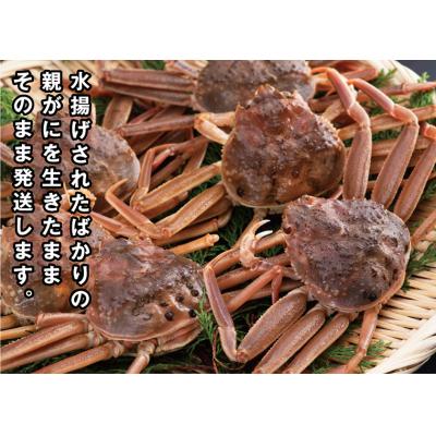 ふるさと納税 鳥取市 鳥取県産 生親がに【中村商店】 |  | 01