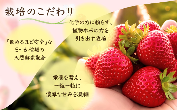 佐賀県産 いちごさん960g(240g×4P)1月～2月発送