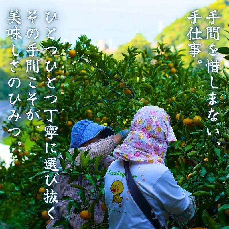 特選 ゆら早生 二級品 5kg / 和歌山 有田 広川 ゆら早生 早生みかん 柑橘 果物 くだもの ギフト フルーツ 果実 ※2026年10月下旬～11月中旬頃に順次発送予定【hkt003-c-5】