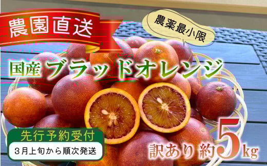 訳あり 国産 西浦 ブラッドオレンジ 5kg 柑橘 ブラット オレンジ 減農薬 木負観光みかん園