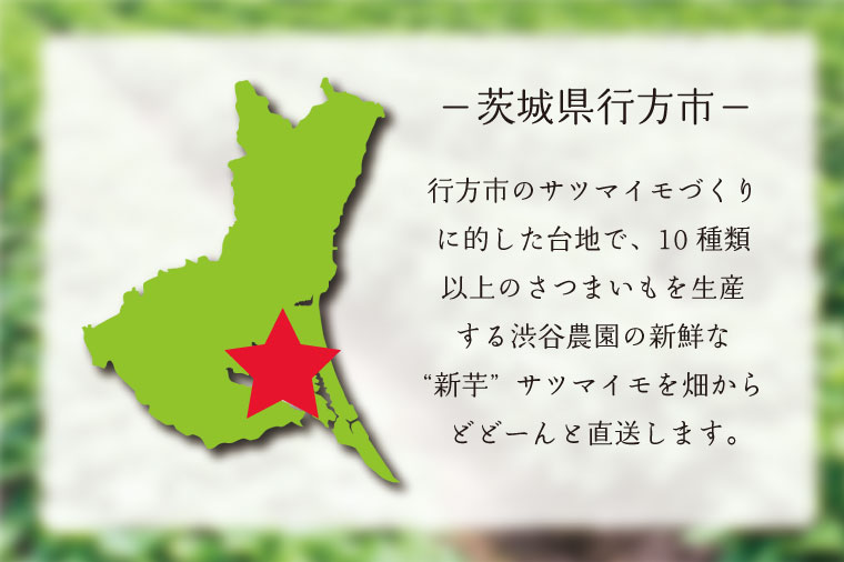 さつまいも きみまろこ 約5kg｜茨城県 行方市 ふるさと納税 芋 いも さつまいも サツマイモ さつま芋 お芋 おいも きみまろこ 5kg 10000円 1万円 渋谷農園 さつまいも博(BZ-44)