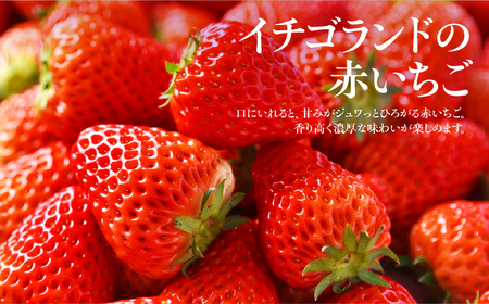 お祝いに贈り物に『幸せの紅白いちご』（赤・白シート入り各約300g　計約600g）