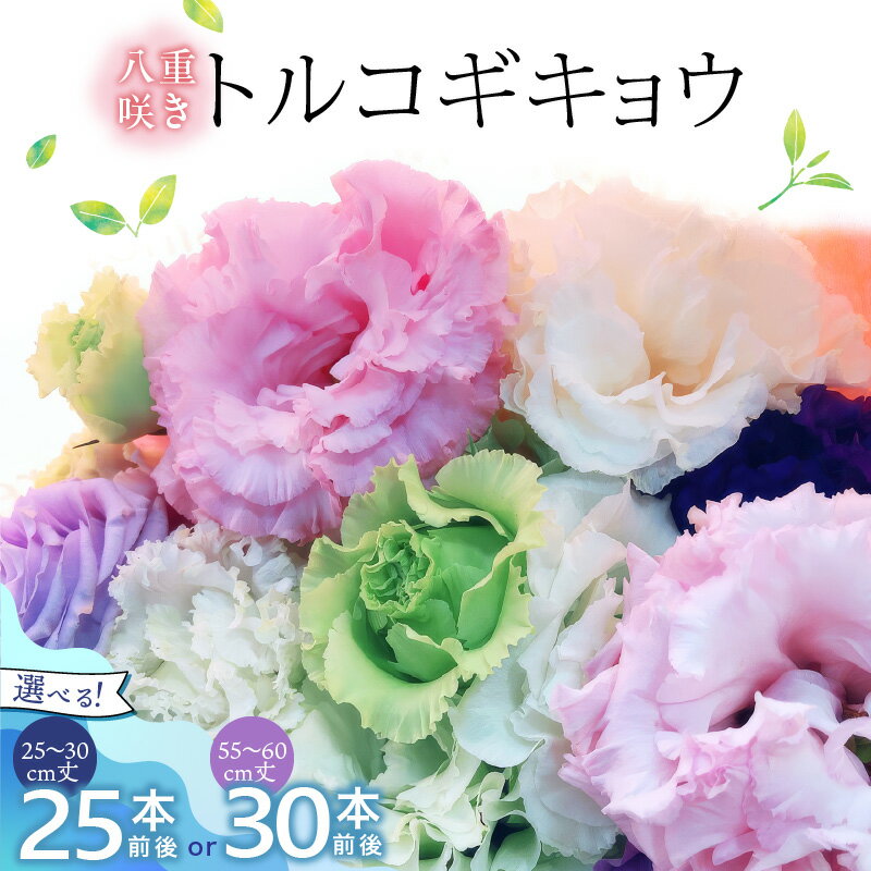 【ふるさと納税】生花 八重咲きトルコギキョウ 30cm 60cm 25本 30本 前後 三色 おまかせ ホワイト ラベンダー ブルー 上品 希少品種 種類豊富 自社農場栽培 春出し 秋出し 暖房管理 水分管理 仏壇用 花のある暮らし 花持ち良い 福岡県 久留米市 送料無料