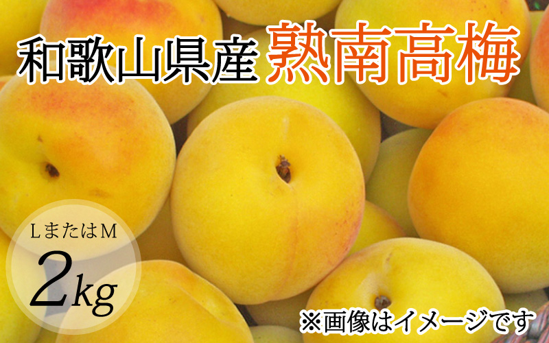 【梅干・梅酒用】（LまたはM－2Kg）熟南高梅＜2027年6月上旬～7月上旬ごろに順次発送予定＞【art012B】