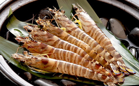 【韓国鉄板料理 久ー韓】久米島産「車海老醬油漬け」カンジャンセウ 2パック