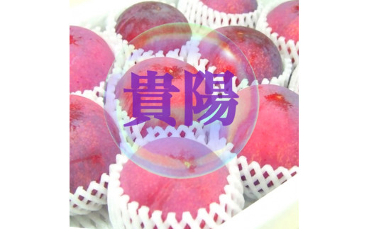 【生産者直送】でっかいじゃん！すももの王様 貴陽 12個（2個入り×6パック）【2026年発送】（ISI）B15-801 【貴陽 すもも スモモ 令和8年発送 期間限定 山梨県産 甲州市 フルーツ 果物】
