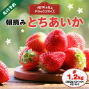 【ふるさと納税】厳選 朝摘み とちあいか 3L より 大きい デラックス 1.2kg｜1月 2月 3月 苺 いちご イチゴ ストロベリー 手作り 特産品 美味しい おいしい 旨い 美味い うまい 人気 旬 新鮮 フレッシュ ジューシー リピーター リピート 栃木県 真岡市 送料無料