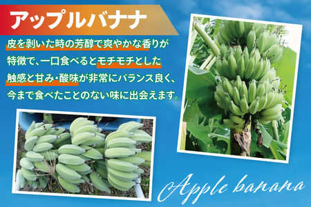アップルバナナ 約4kg｜バナナ ばなな アップルバナナ フルーツ くだもの 果物 沖縄フルーツ 有機肥料 沖縄 沖縄県 豊見城市(DL003)