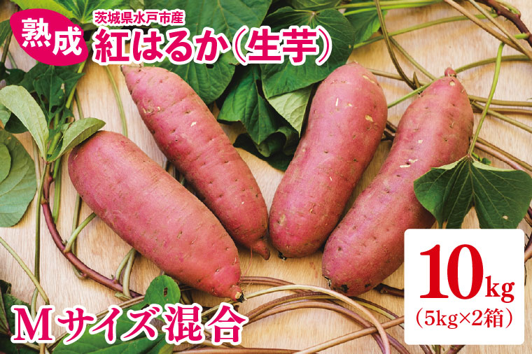 熟成 紅はるか生芋 Mサイズ 混合 10kg いも サツマイモ さつまいも 食物繊維 腸活 ねっとり 甘い 焼き芋 お取り寄せ グルメ 水戸市 茨城県（IN-21) M
10kg
