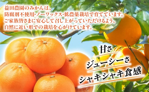 【先行受付】愛媛オリジナルの高級柑橘『甘平（かんぺい）』　3ｋｇを可愛いいみきゃん箱でお届け！！【103-5】 果物 くだもの 甘平 かんぺい みかん ミカン 蜜柑 柑橘 フルーツ  期間限定 季節限
