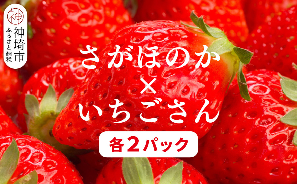 【2026年1月上旬より発送開始】苺(さがほのか・いちごさん)各2パック【果物 くだもの フルーツ イチゴ 佐賀】(H116136)