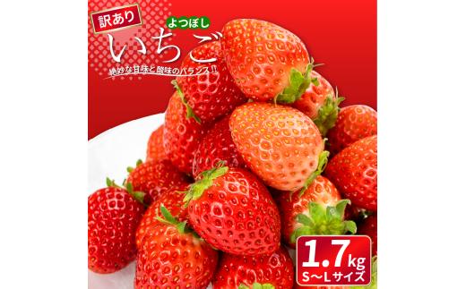 訳あり いちご よつぼし 1.7kg 果物 フルーツ 苺 ストロベリー ケーキ アイス シャーベット ジェラート ゼリー ジュース ジャム スムージー 洋菓子 和菓子 お菓子 おやつ フルーツサンド 