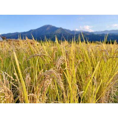 ふるさと納税 八頭町 【令和7年産新米】農家直送　自然栽培米「鳥取旭」5kg(精米) |  | 02
