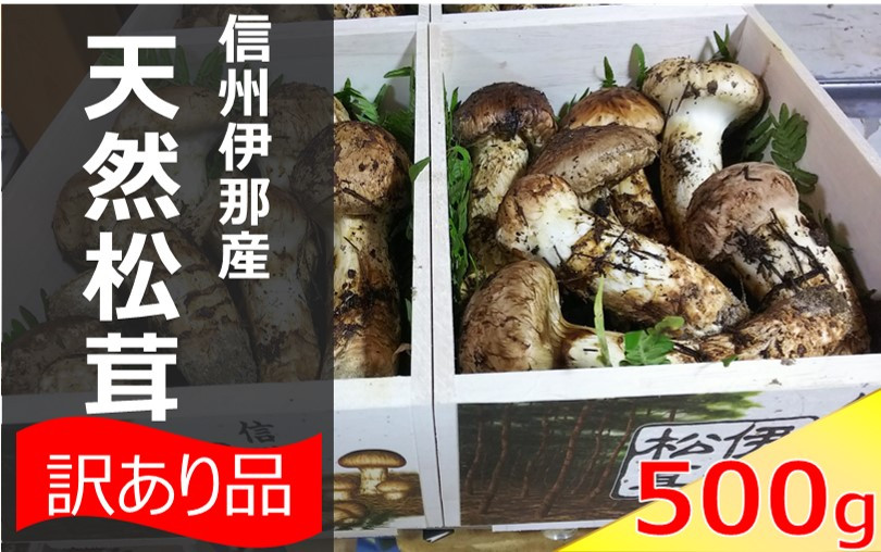 
                  松茸 信州 伊那 の 松茸 500g （訳あり品につきご家庭用です）| 松茸 まつたけ マツタケ 長野県 伊那市 松茸 名人 自然 訳あり品 家庭用 【180-95】
                