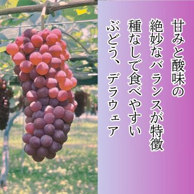 ふるさと納税 小松市 【令和9年産先行予約】種なしぶどう デラウェア 3kg(10〜11房) 小松市産ブドウ 多井ぶどう園 |  | 01