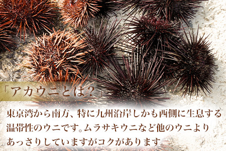 『先行予約』【令和8年7月より順次発送】数量限定 幻のアカウニ 屋形石紅うに(塩うに) 70g×2本 ミョウバン不使用 無菌水使用 雲丹 海鮮 海産物 瓶詰め おつまみ おかず 酒の肴 ご飯のお供