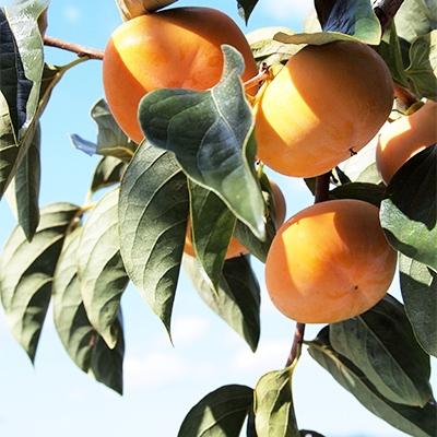 ふるさと納税 橋本市 秋の味覚 「たねなし柿」 10〜12玉入り |  | 01