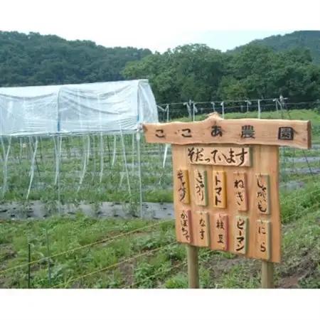 奇跡のハーブ ホーリーバジルティー【ホーリーバジル6個×2袋、レモングラス6個×1袋】【配送不可地域：離島・沖縄県】【1719299】