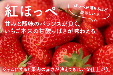 【先行予約】あわらの大人気 観光いちご農園「農楽里」で採れた「紅ほっぺ」のいちごジャム 140g×4瓶 ※2024年5月発送