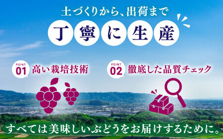 【先行予約！2024年7月上旬より順次発送】産地直送 巨峰 種無し 約1.4kg　広川町/JAふくおか八女農産物直売所どろや[AFAB017]