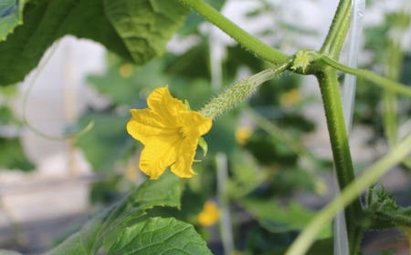 四川きゅうり 5kg 本田農園 野菜 ギフト | 石川県 小松市 本田農園