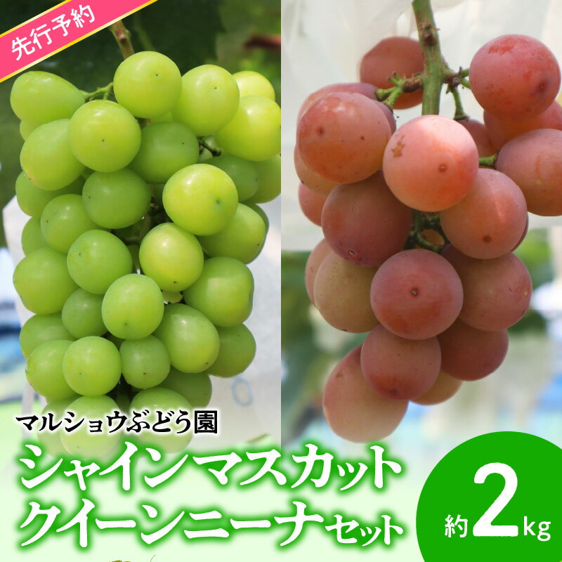 【ふるさと納税】シャインマスカット クイーンニーナ セット 約2kg マスカット 葡萄 フルーツ 果物 果実 皮ごと 種なし 赤ブドウの女王 エコファーマー マルショウぶどう園 お取り寄せ 贈り物 プレゼント お土産 送料無料 【熊本県宇土市】