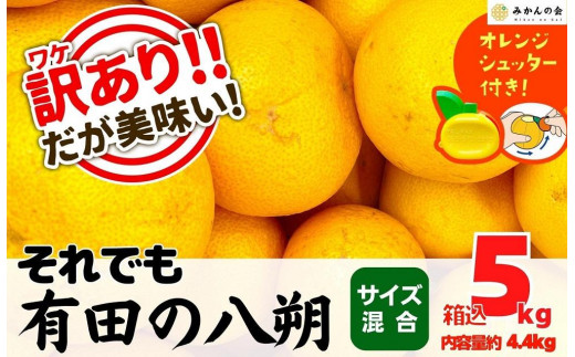 
訳あり それでも 八朔 (はっさく) 箱込 5kg (内容量約 4.4kg) サイズミックス B品 和歌山県産 産地直送【おまけ付き】【みかんの会】
