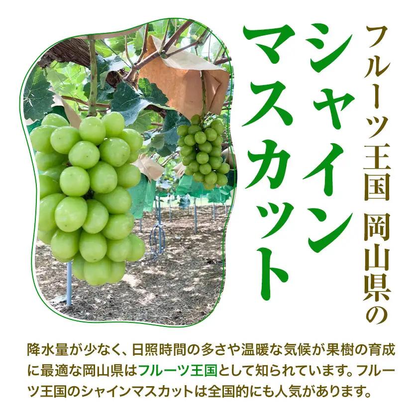 贈答用 フルーツ王国 岡山県産 シャインマスカット 化粧箱入り 2房