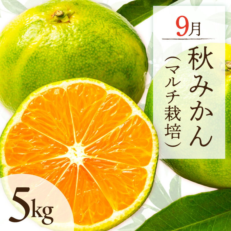 【ふるさと納税】9月の御浜柑橘 秋みかん(極早生みかん) 5kg │ マルチ栽培 光センサー選果 国産 柑橘 フルーツ 果物 夏 秋 旬 食品 産地直送 期間限定