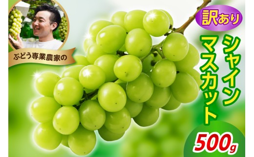令和8年産 訳あり シャインマスカット 500g 2026年9月上旬頃～ お届け予定 ぶどう 葡萄 マスカット 人気 フルーツ 果物 産地直送 山形県 米沢市