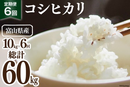 【期間限定発送】 6回 定期便 米 令和6年 コシヒカリ 精米 10kg ×6回 計 60kg [マッキーファーム 富山県 朝日町 34310319] お米 白米 こしひかり 美味しい 農家 直送