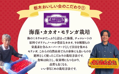 栃木おいしい会のいちご（とちあいか）260g×4パック（1040g）｜栃木県共通返礼品 栃木県産 ※2027年1月～発送