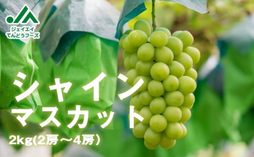 08-01-033　ぶどう(シャインマスカット)2kg
